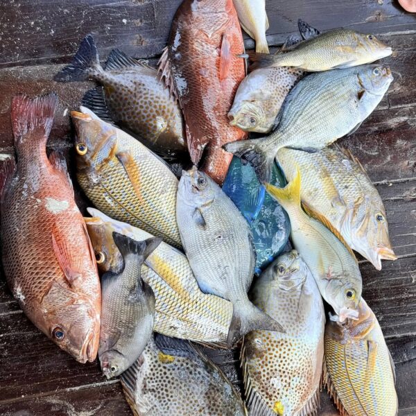 Tour Săn Bắn Cá Bình Hưng - Tour Chú Lãm Cam Ranh