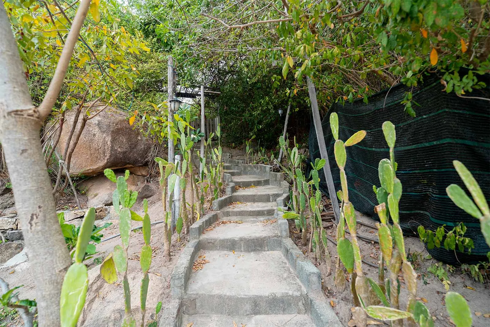 Nhà Tarzan Sao Biển Bình Lập